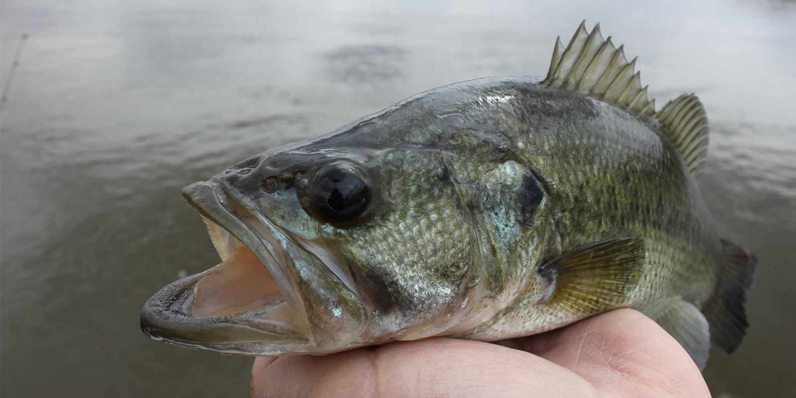 Small Largemouth Bass in Hand